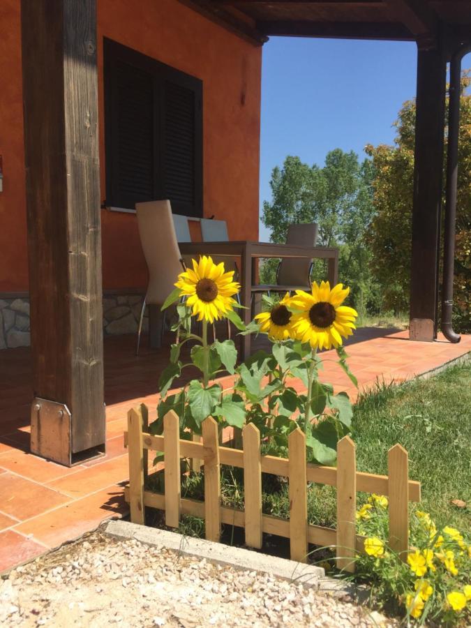 Il Girasole B&B Ceprano Extérieur photo